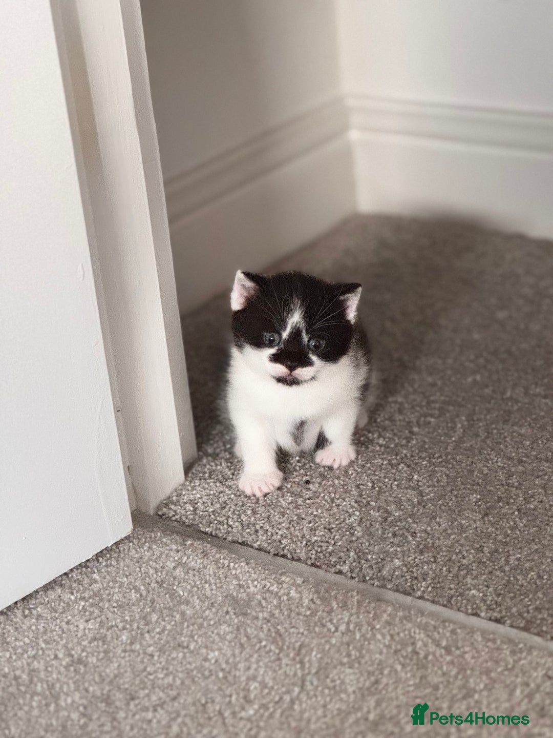 Mixed Breed cats for sale: 🐾 Half British Shorthair Kittens Available! 🐾 - Image 11