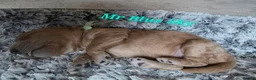 Cavapoo dogs for sale: 5 Gorgeous Cavapoo Puppies  - Advert 12