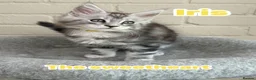 Maine Coon cats for sale: Maine coon TICA black silver tabbies  - Advert 10