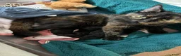 Mixed Breed cats for sale: Kittens  in Port Talbot - Advert 2
