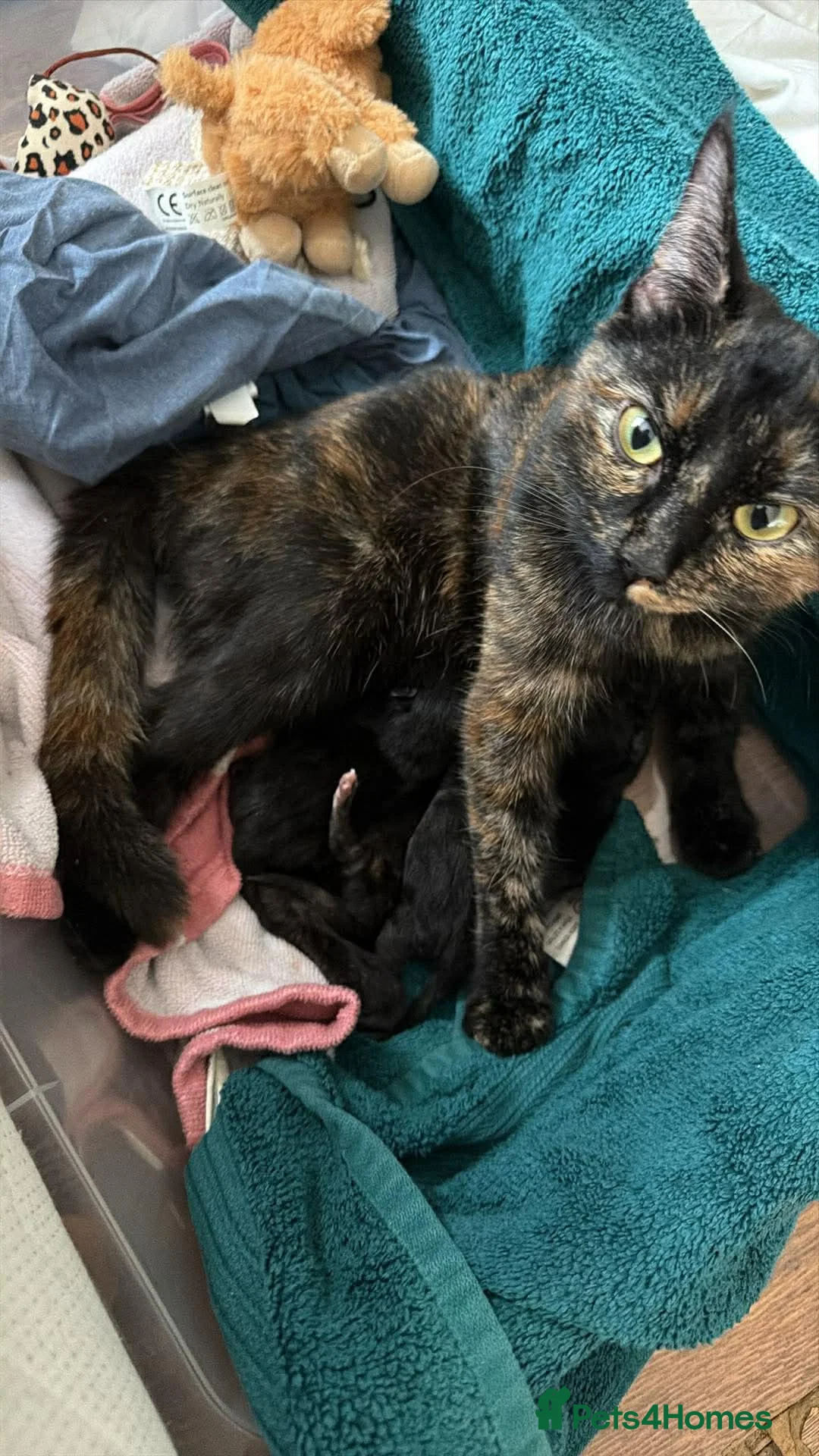 Mixed Breed cats for sale: Kittens  in Port Talbot - Advert 2