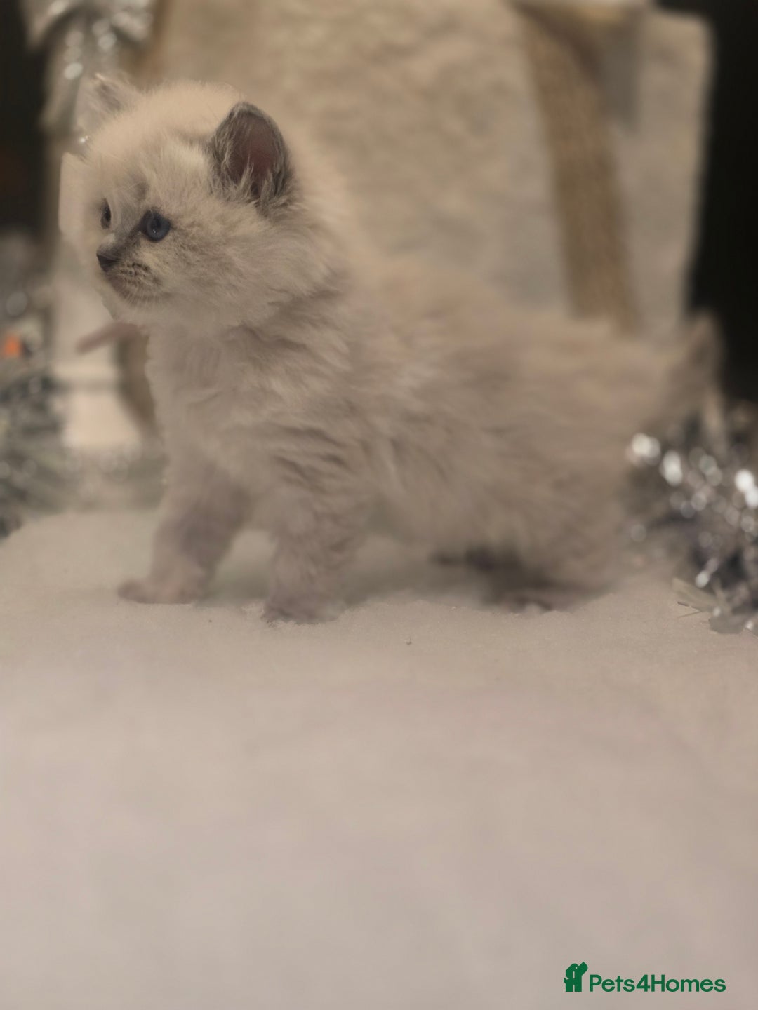 Ragdoll cats for sale: Precious GOOF Registered Ragdoll Kittens - 2 Girls - Advert 8