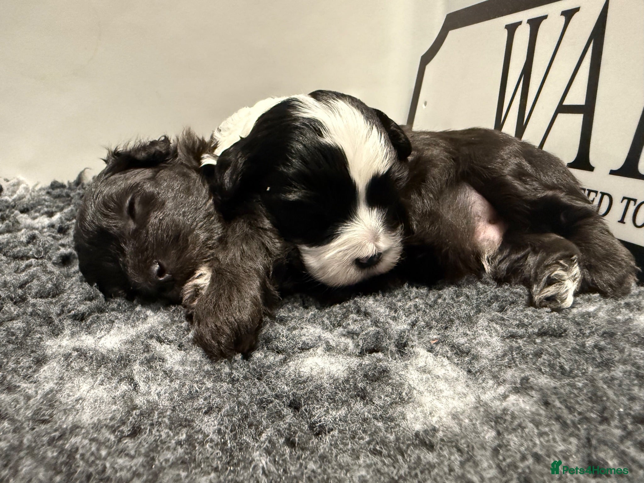 Maltipoo dogs 💎 OUTSTANDING TINY KOREAN MALTIPOOS 💎  - Advert 2