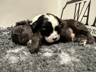 Maltipoo dogs 💎 OUTSTANDING TINY KOREAN MALTIPOOS 💎 - Advert 2