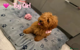 Miniature Poodle dogs for sale: 🐶 Toy/Miniature Poodle Puppies! 🐾 - Image 2