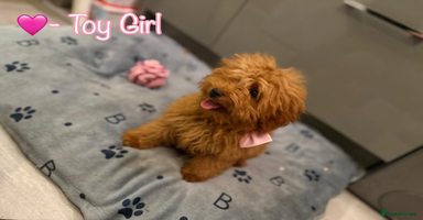 Miniature Poodle dogs - Advert 9