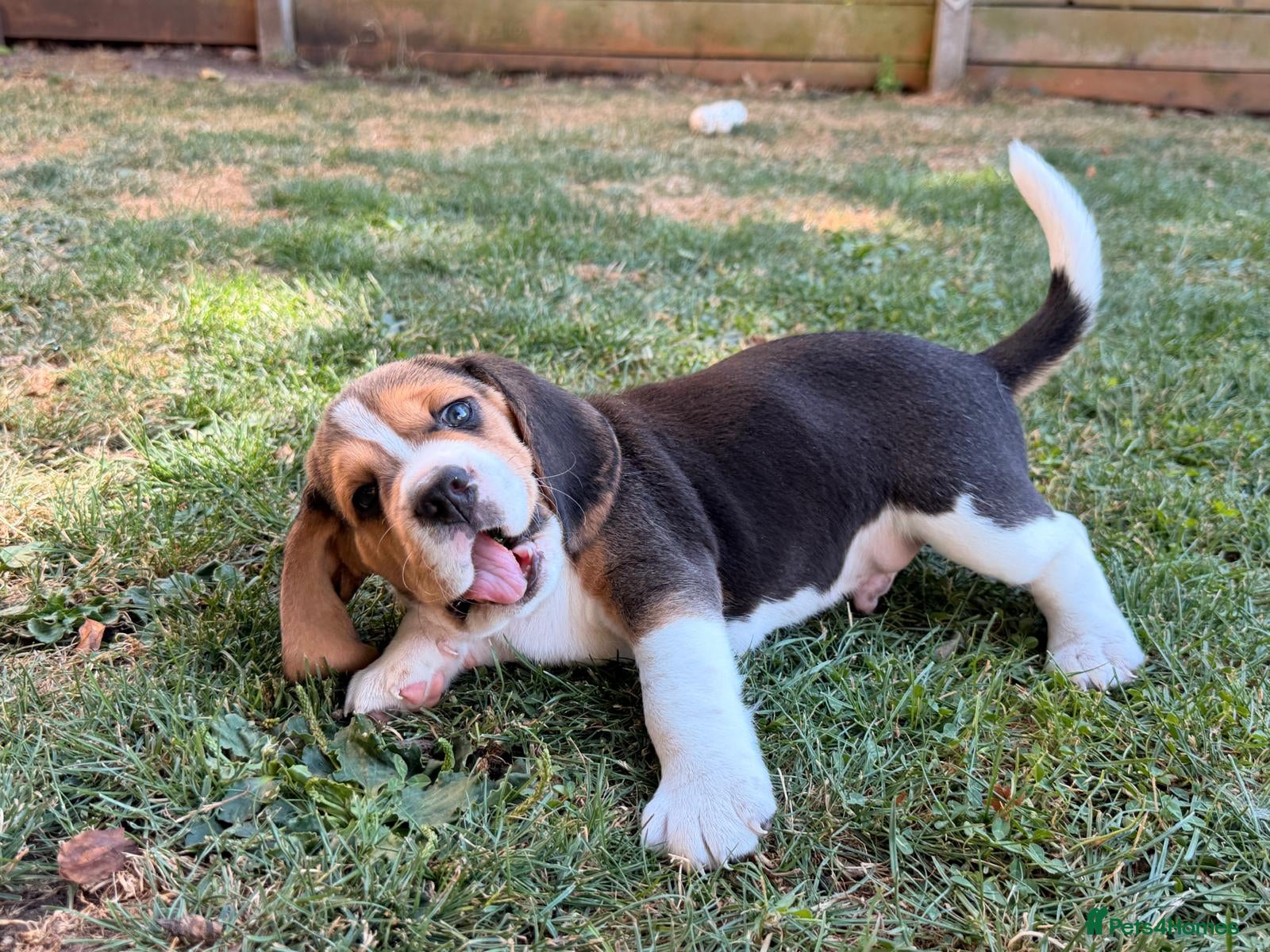 Beagle dogs Six Gorgeous KC Reg Pups- Champion Bloodline - Advert 2