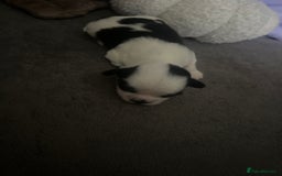 Shih Tzu dogs for sale: Shih tzu puppies  - Image 9