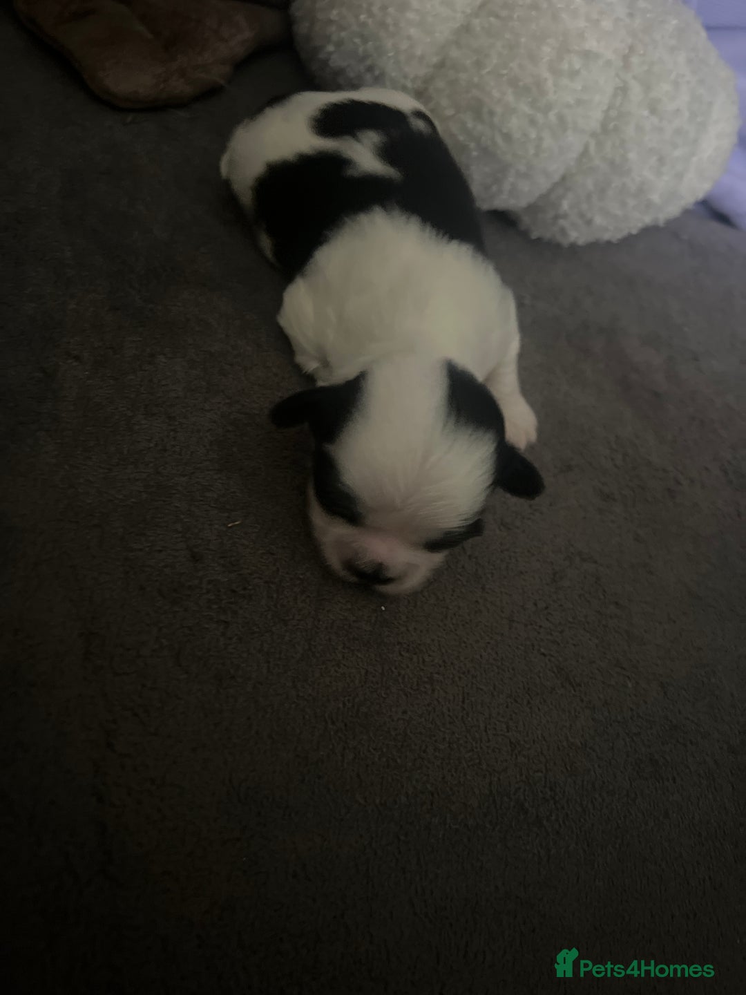 Shih Tzu dogs for sale: Shih tzu puppies  - Image 9