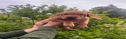 Mixed Breed dogs for sale: Hungarian vizsla x Labrador  in Fort William - Advert 3