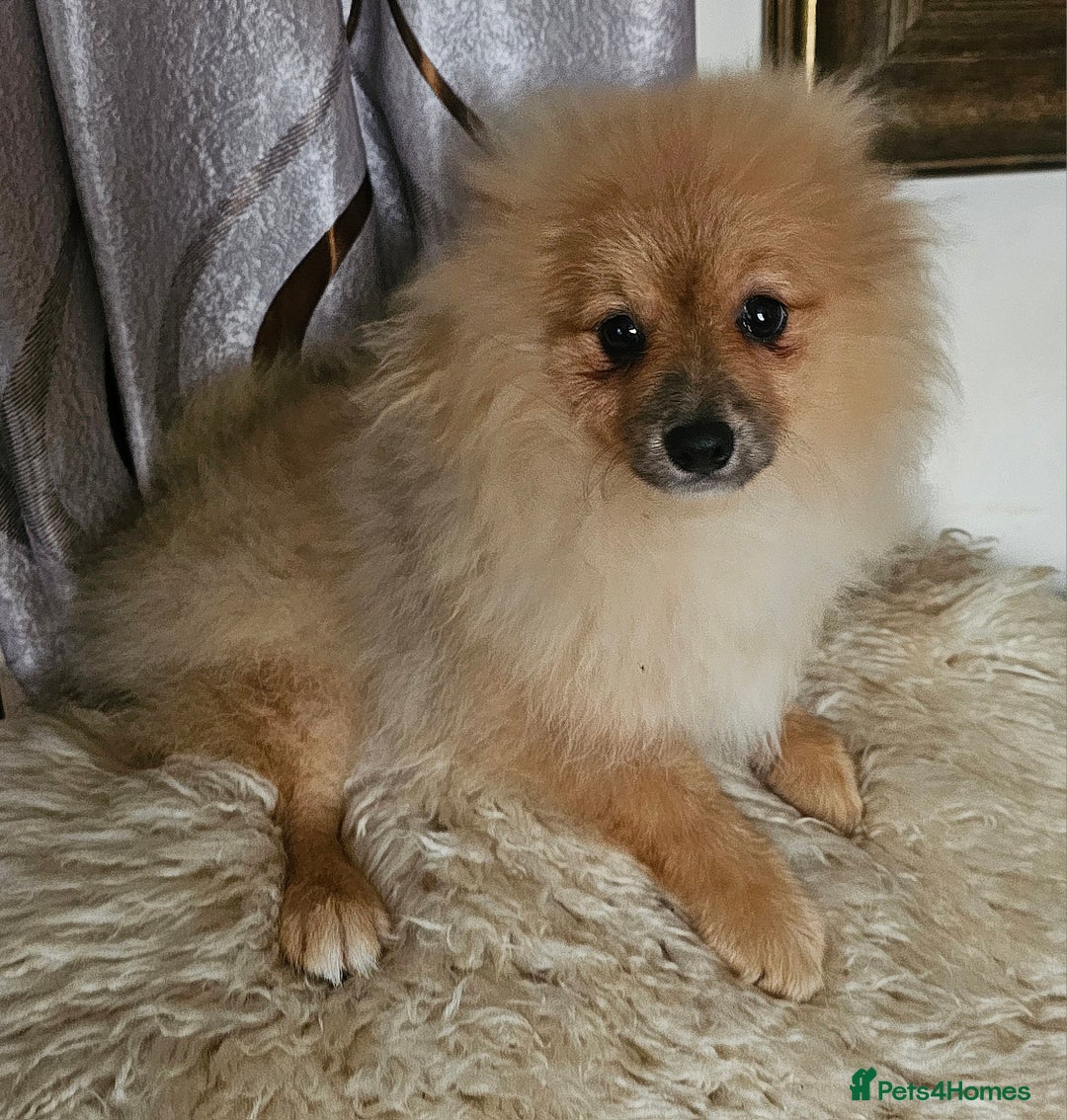 Pomeranian dogs for sale: 1 Pomeranian Puppy  - Advert 6
