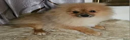 Pomeranian dogs for sale: 1 Pomeranian Puppy  - Advert 6