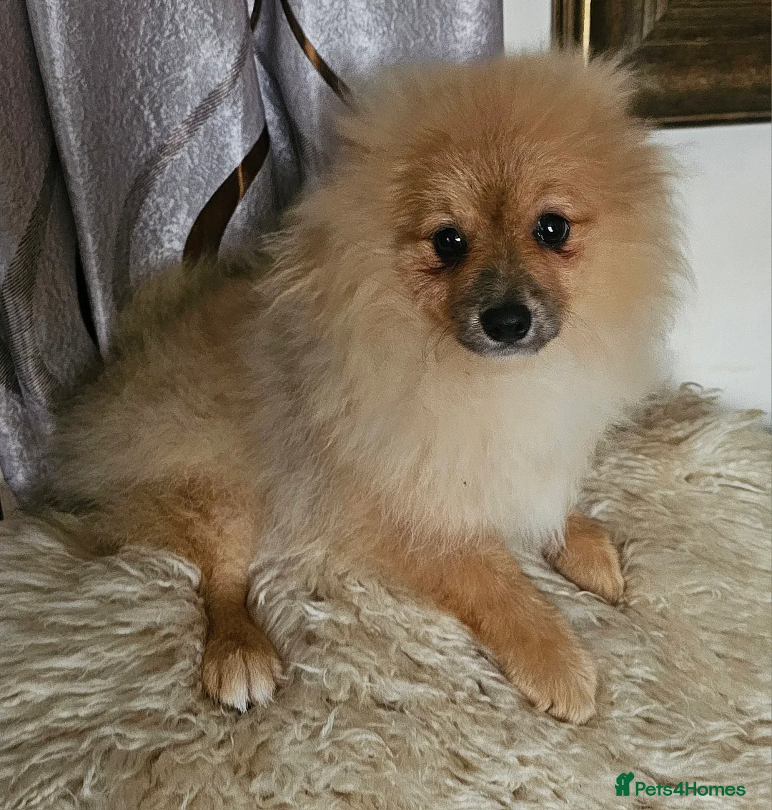 Pomeranian dogs for sale: 1 Pomeranian Puppy  - Advert 6