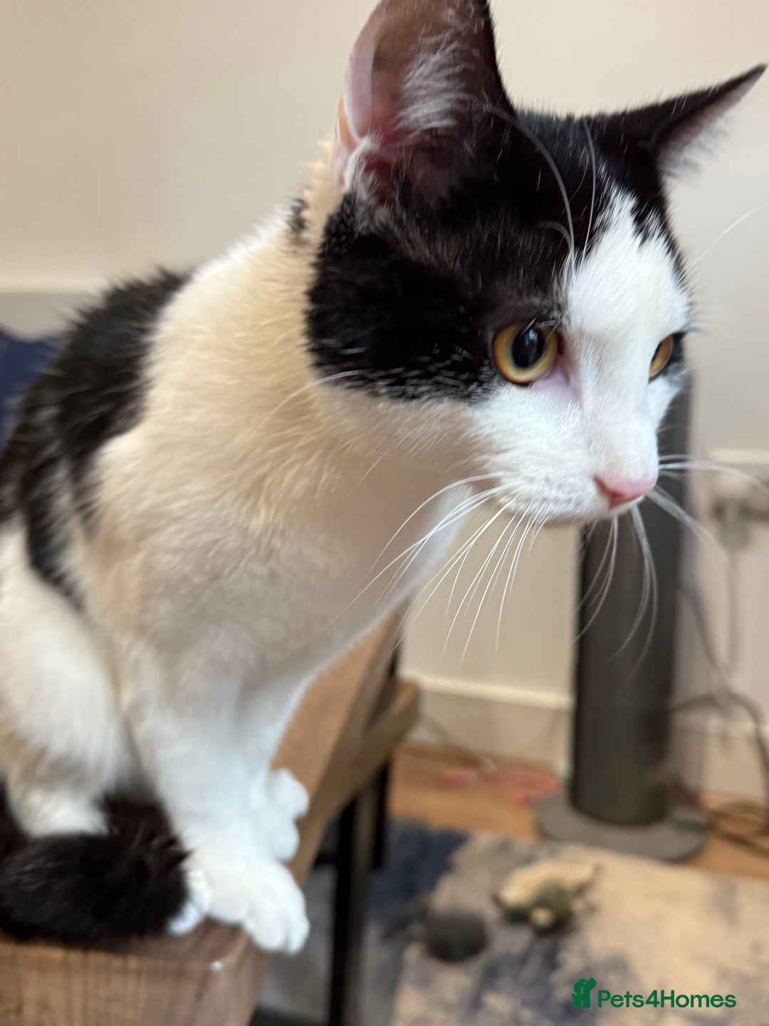 Domestic Shorthair cats for sale: Looking for a Loving Home for Our Two Cats! 🐾 - Image 13