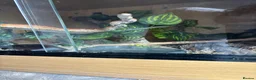 Corn Snake reptiles for sale: Friendly and Beautiful corn snake - Advert 2