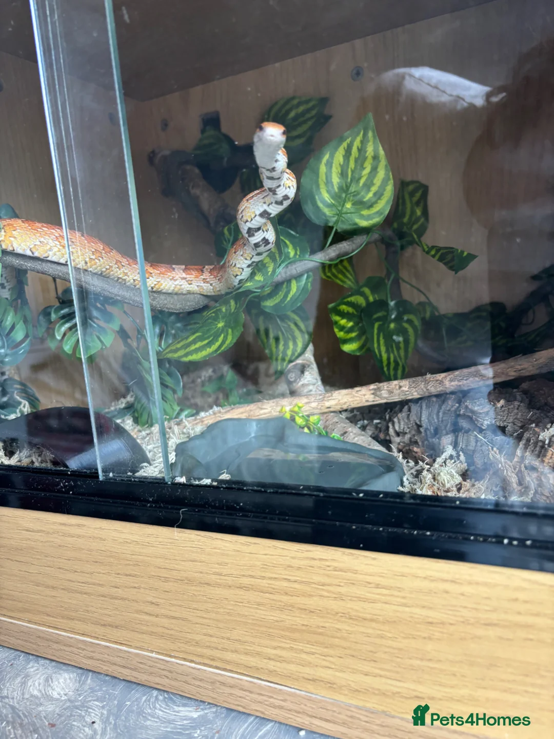 Corn Snake reptiles for sale: Friendly and Beautiful corn snake - Advert 2