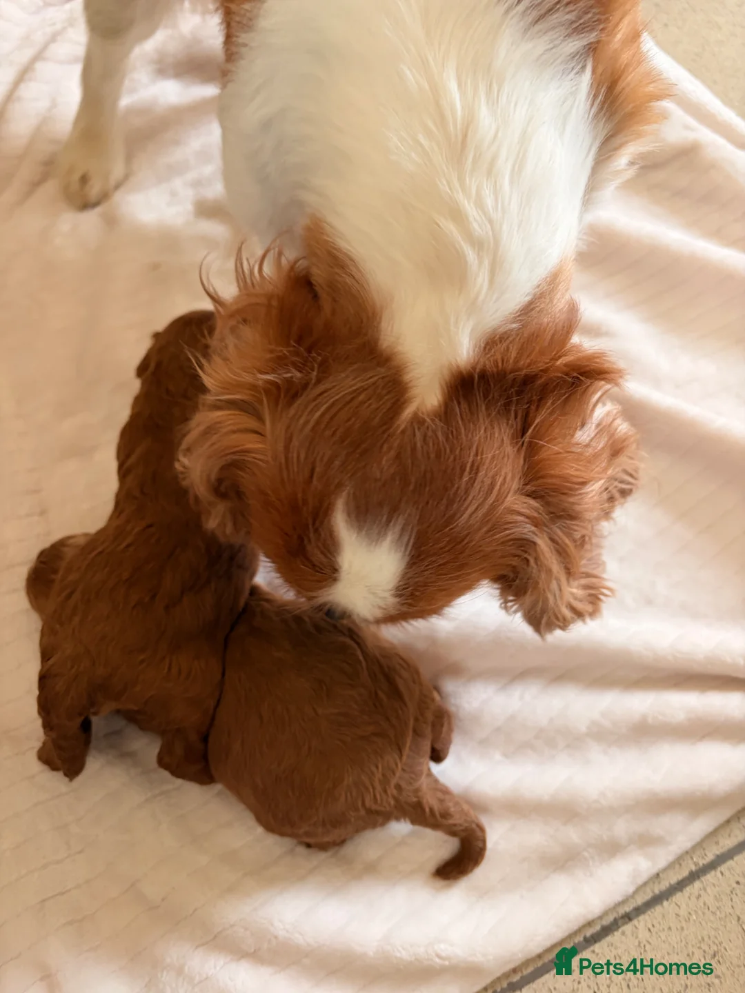 Cavapoo dogs for sale: 5⭐️ toy cavapoo puppy’s  - Advert 8