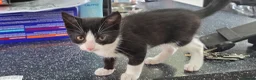 Mixed Breed cats for sale: 3 kittens ready for their forever home  - Advert 4