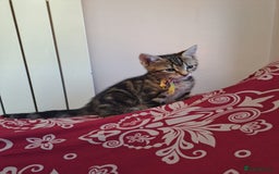Mixed Breed cats for sale: 5 beautiful kitten ready to go.  - Image 15