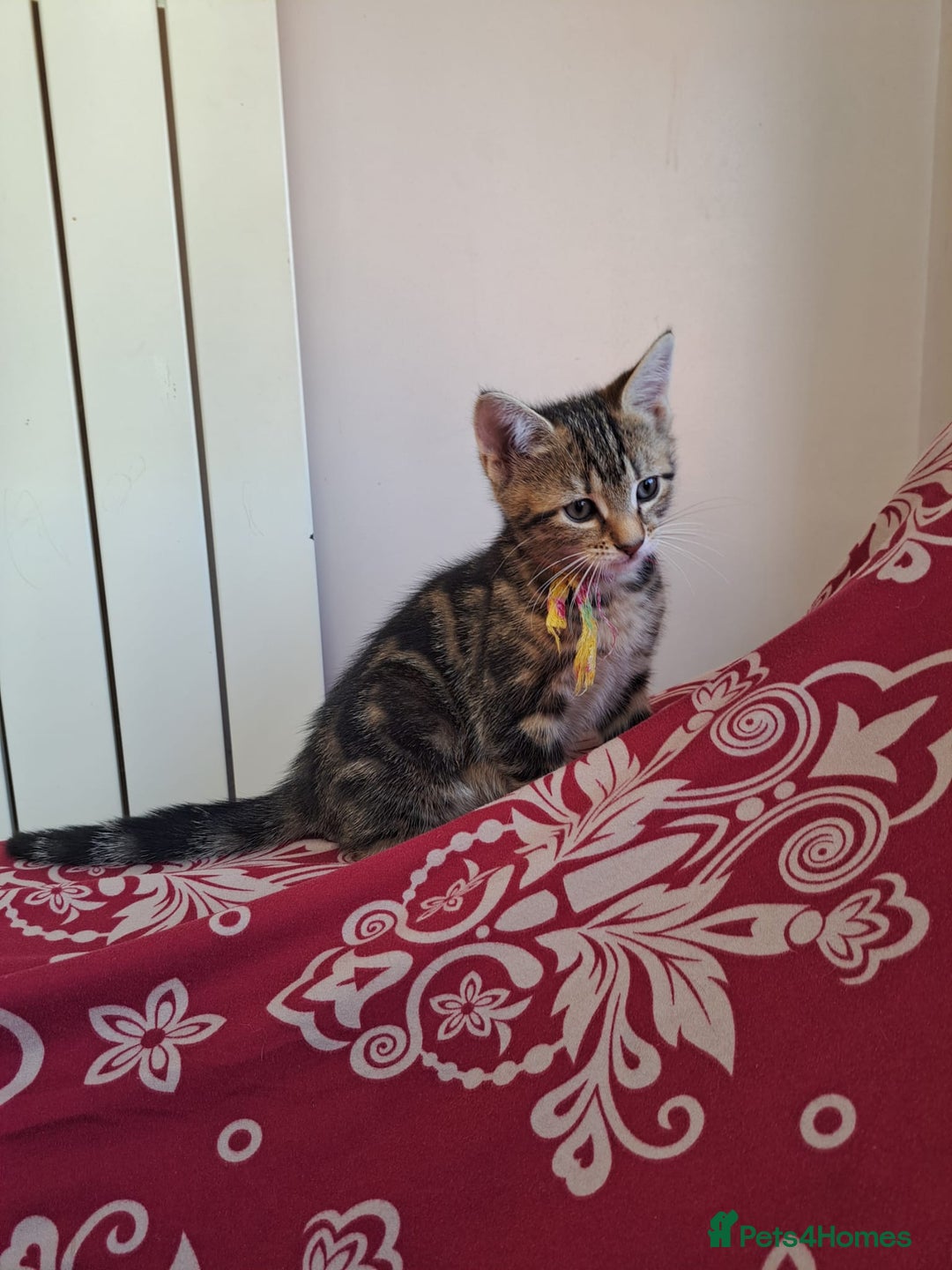 Mixed Breed cats for sale: 5 beautiful kitten ready to go.  - Image 15