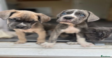 Cane Corso dogs - Advert 8