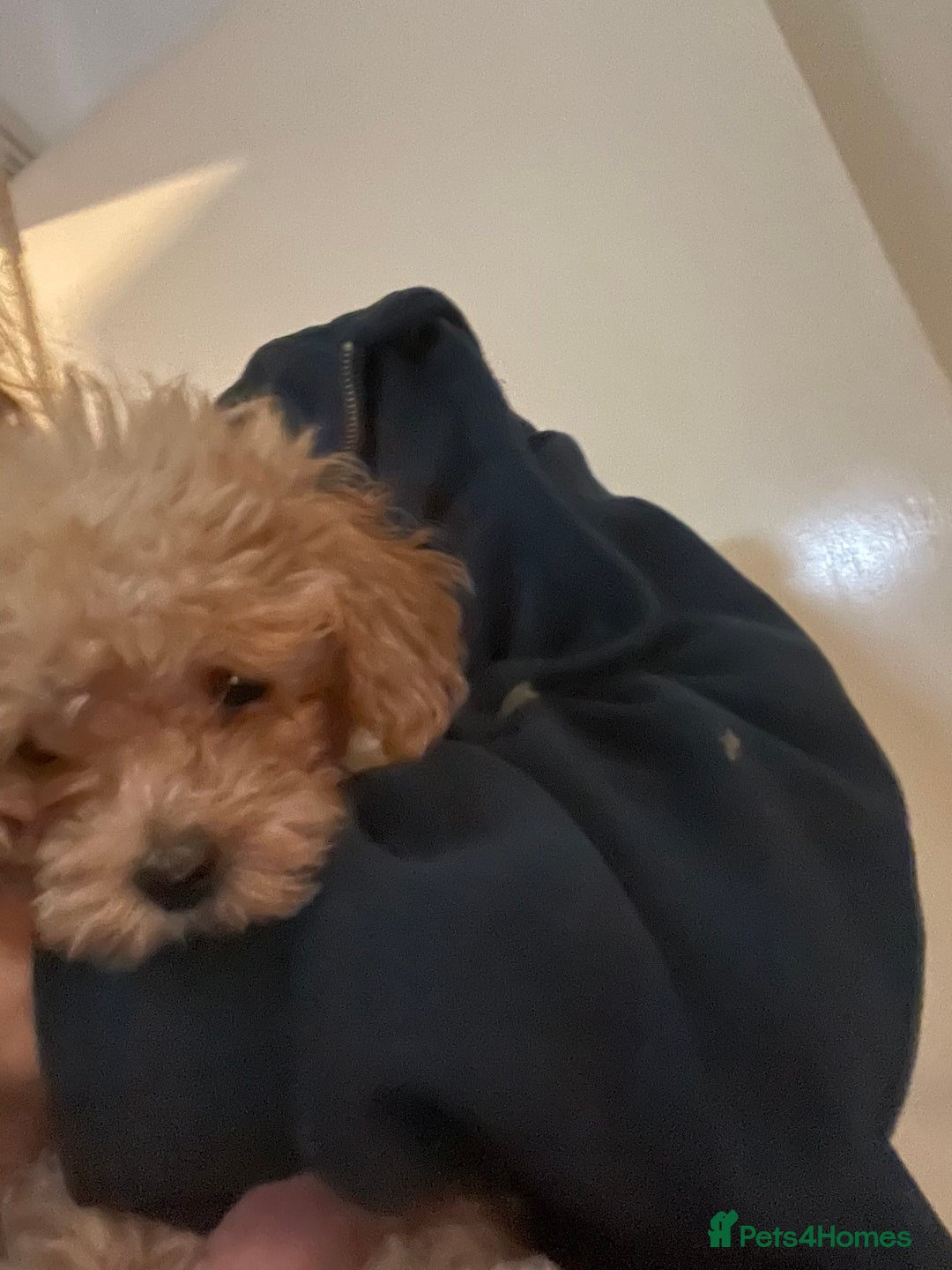 Maltipoo dogs for sale: Stunning Maltipoo Teddy Bear 🧸  - Advert 11