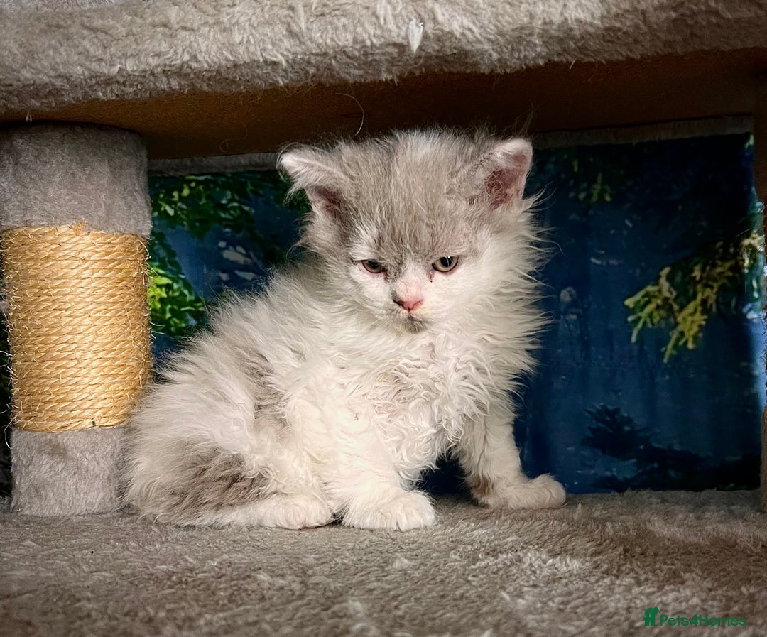 Selkirk Rex cats for sale: Gorgeous Selkirk Rex kittens - Image 36
