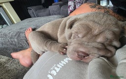 Shar Pei dogs for sale: Blue dilute shar pei boy  - Image 13