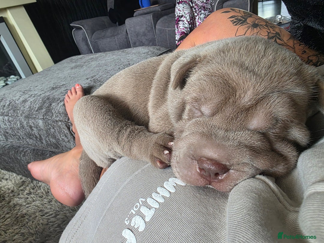 Shar Pei dogs for sale: Blue dilute shar pei boy  - Image 13