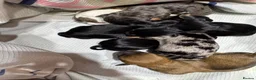 Mixed Breed dogs for sale: 7 beautiful puppies  in Taunton - Advert 20
