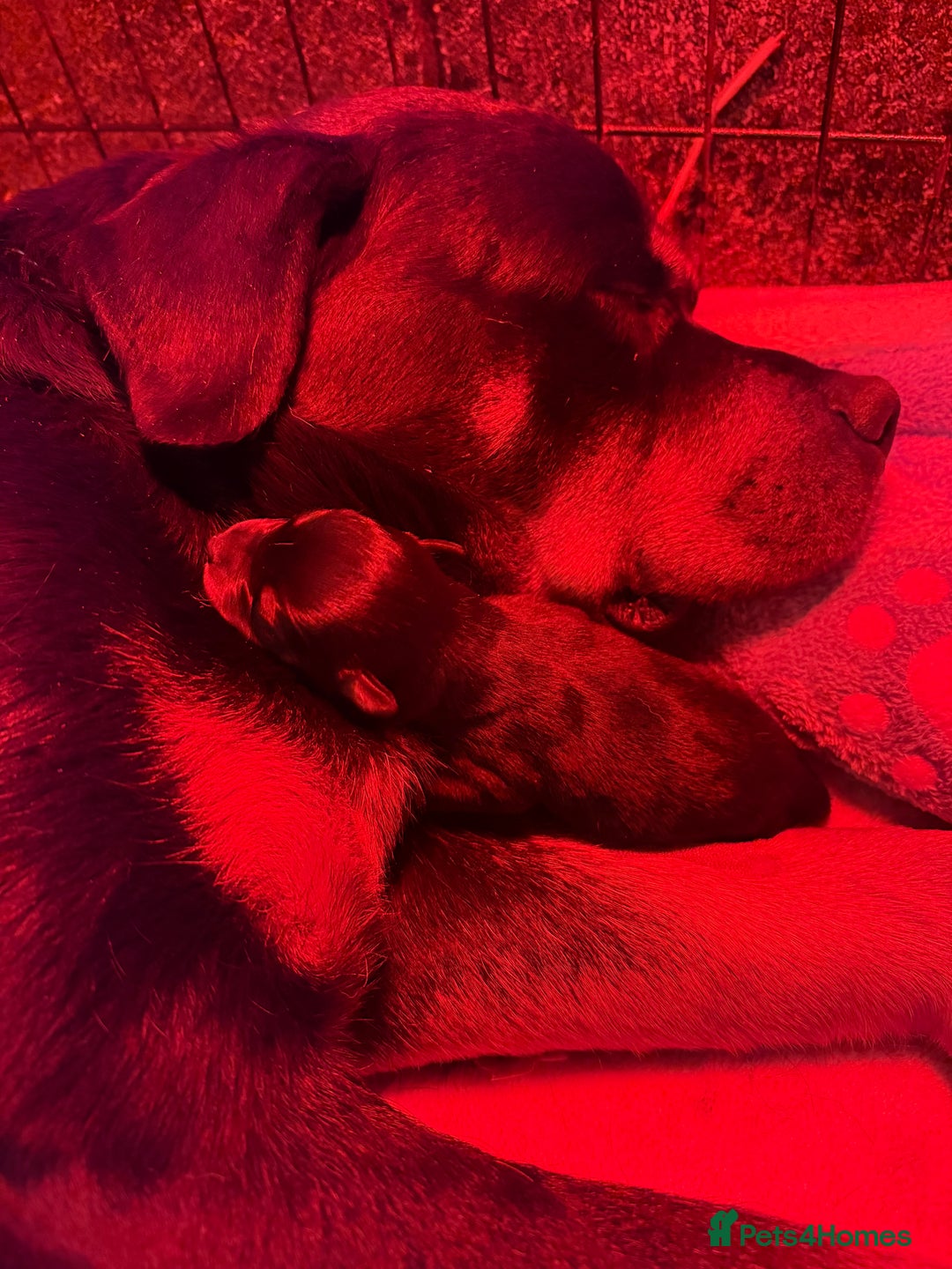 Rottweiler dogs for sale: 2 Big chuncky female Rottweiler puppies - Advert 6