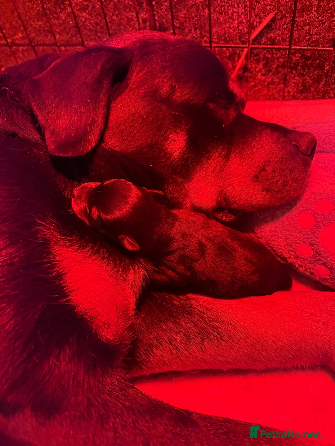 Rottweiler dogs for sale: READY NOW 2 female Rottweiler puppies - Advert 12