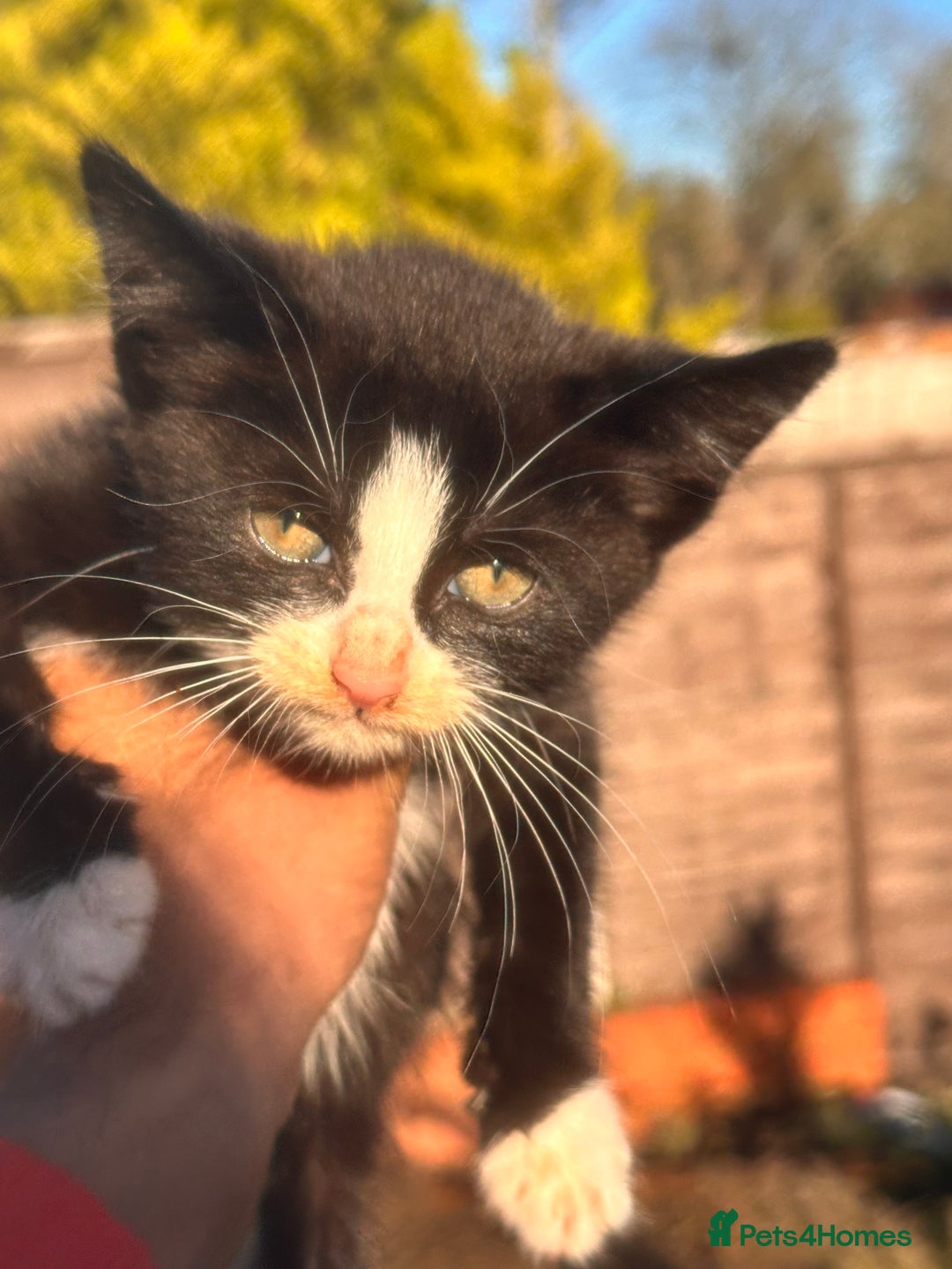 Mixed Breed cats for sale: Hybrid-Breed Kittens Available – Raised With Love - Advert 17