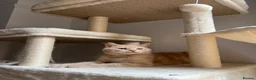 British Shorthair cats for sale: Nemo the British Shorthair🐱 - Advert 2