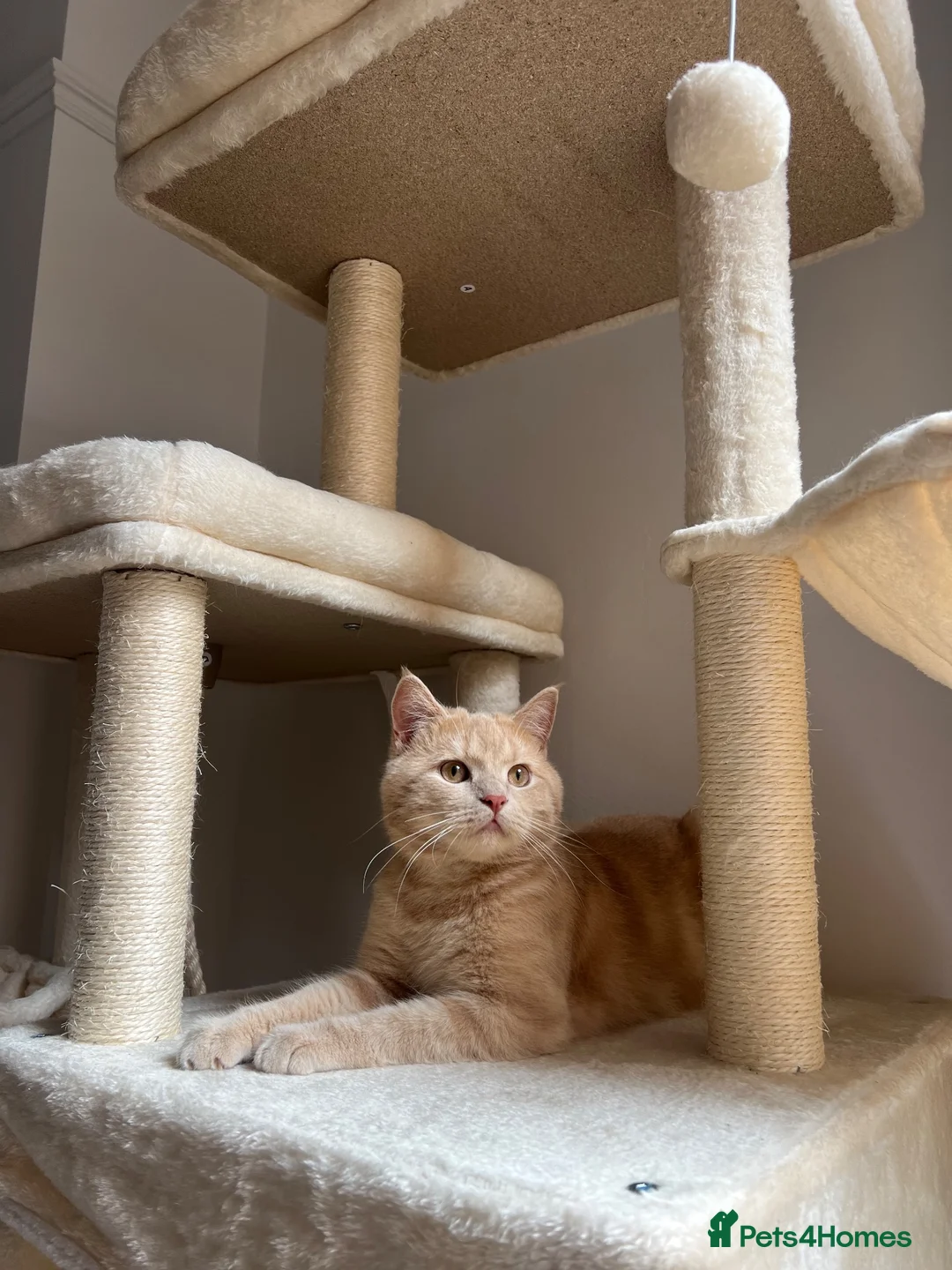 British Shorthair cats for sale: Nemo the British Shorthair🐱 - Advert 2