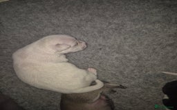 Chihuahua dogs for sale: 4 beautiful chihuahua puppies - Image 7
