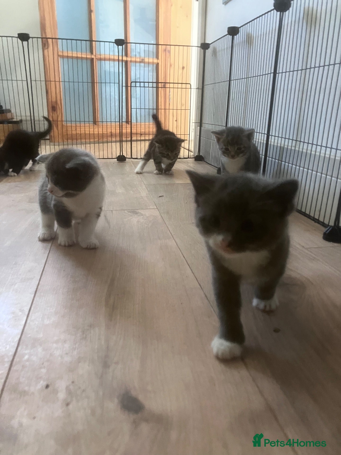 Bengal cats Beautiful Bengal x British Short Hair Kittens  - Advert 13
