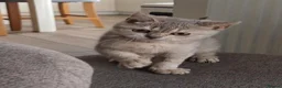 British Shorthair cats for sale: Loving, pretty Scottish Straight kittens  - Advert 17