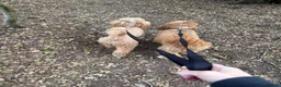 Miniature Poodle dogs for stud: 🐾 HUGO — KC REGISTERED MINIATURE POODLE STUD DOG in Stevenage - Advert 9