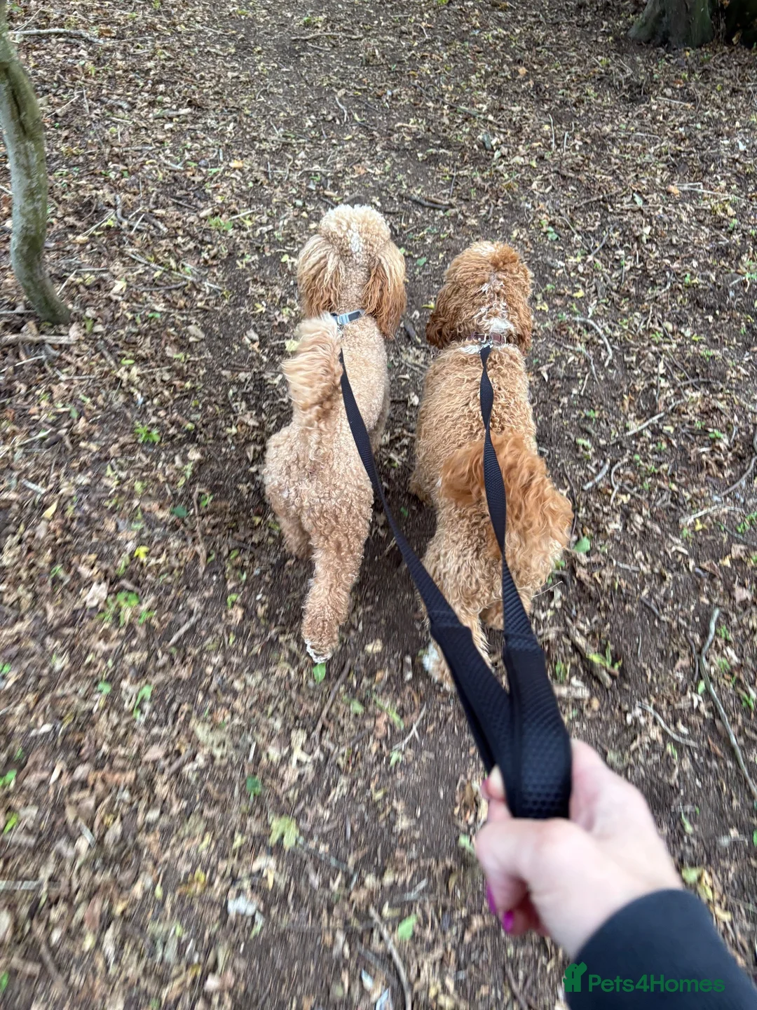 Miniature Poodle dogs for stud: 🐾 HUGO — KC REGISTERED MINIATURE POODLE STUD DOG in Stevenage - Advert 9
