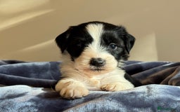 Tibetan Terrier dogs for sale: Stunning KC Reg Tibetan terrier Puppies  - Advert 6