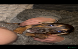 Jack Russell dogs for sale: Jack Russell’s  - Advert 11