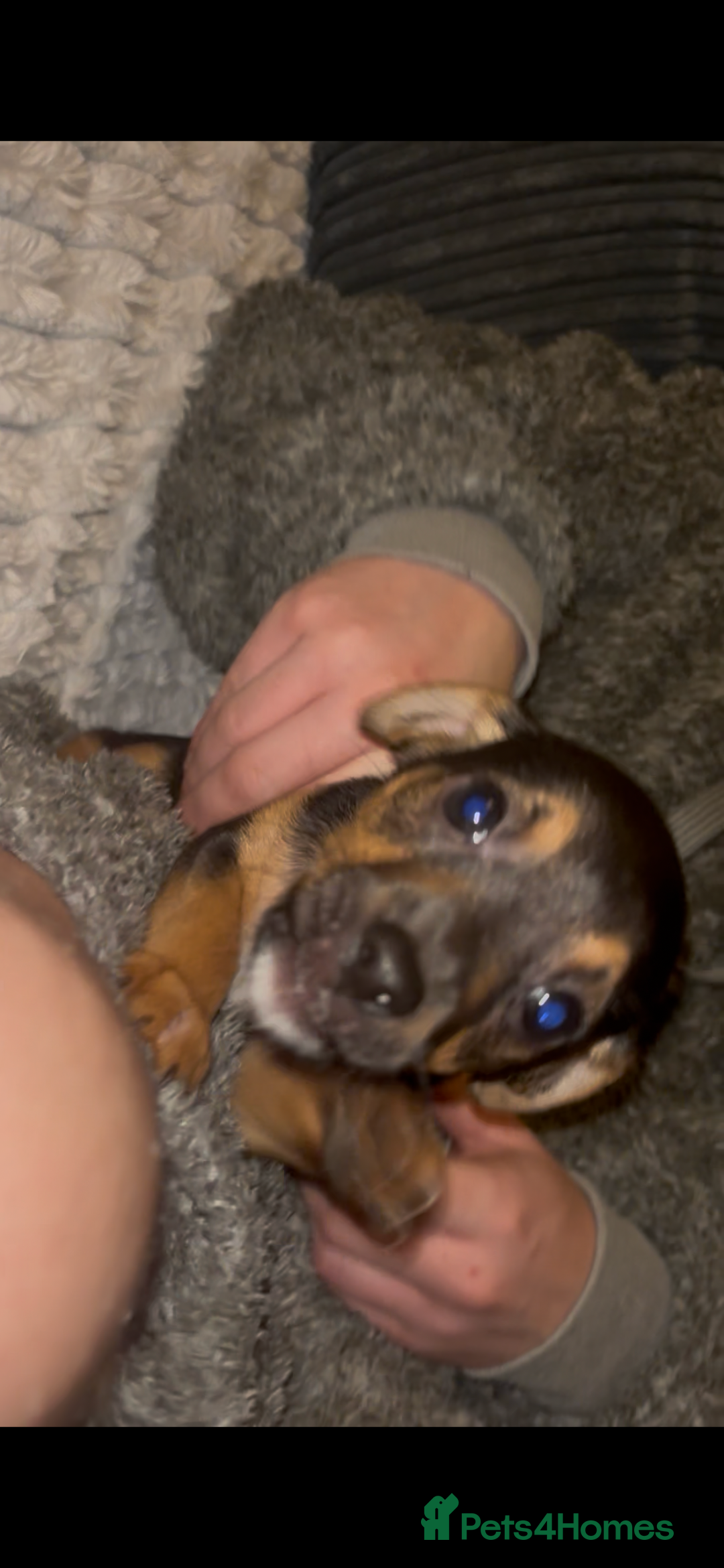 Jack Russell dogs for sale: Jack Russell’s  - Advert 11