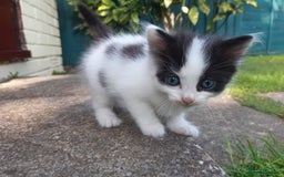 Mixed Breed cats for sale: 6 Kittens Available to take home today 😸  - Image 29