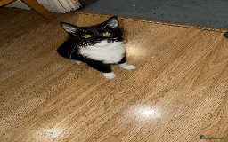 Domestic Shorthair cats for sale: Domestic Short hair kittens  - Advert 1