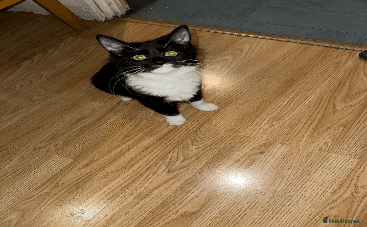 Domestic Shorthair cats Domestic Short hair kittens  - Advert 1