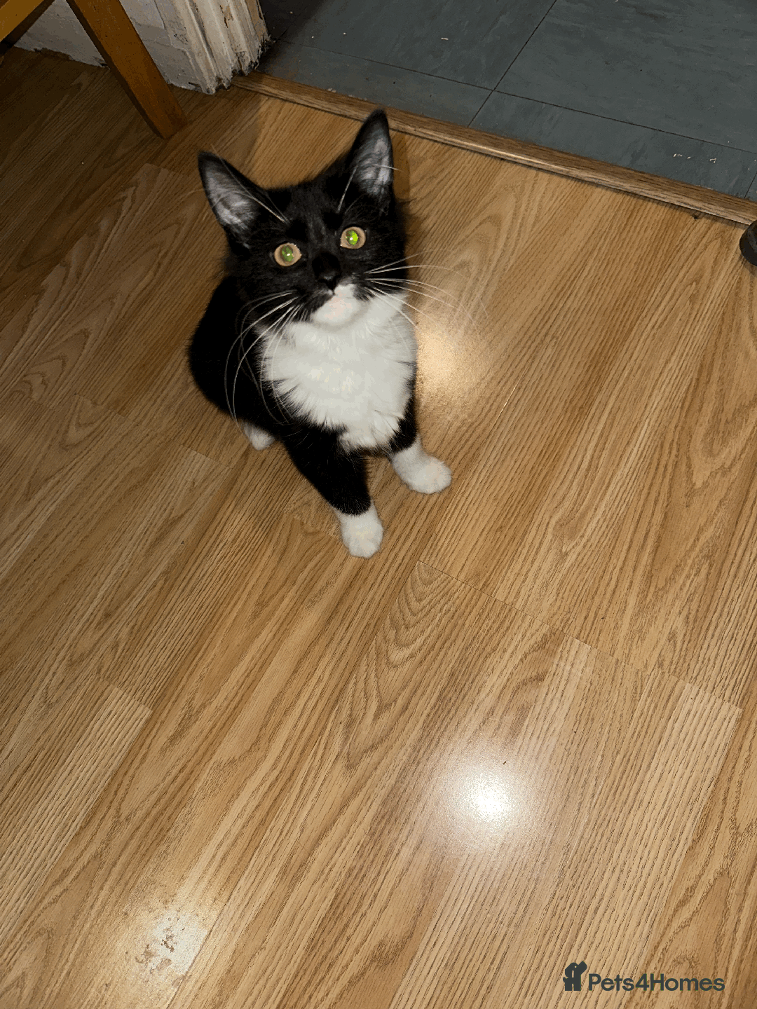 Domestic Shorthair cats for sale: Domestic Short hair kittens  - Advert 1