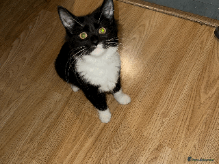 Domestic Shorthair cats Domestic Short hair kittens - Advert 1