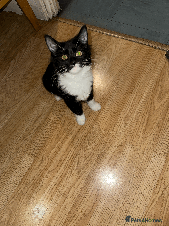 Domestic Shorthair cats Domestic Short hair kittens - Advert 6