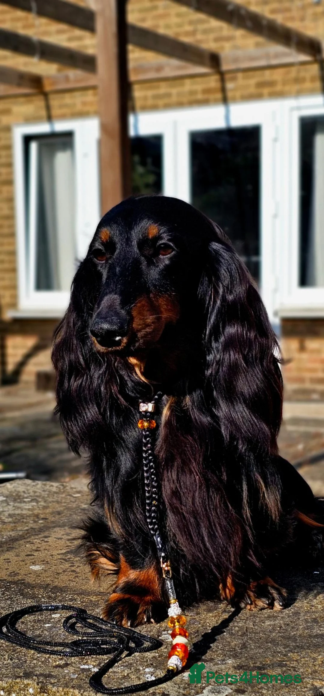 Miniature Dachshund dogs for stud: Miniature Dachshund  - Advert 2